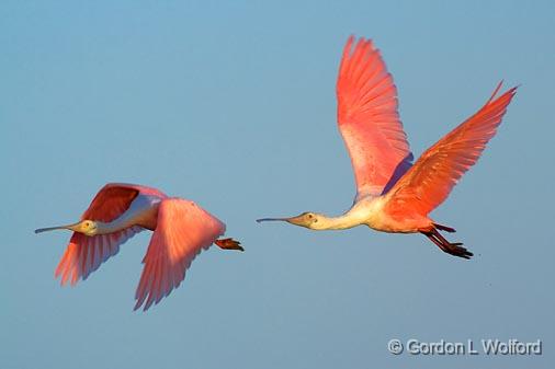 Roseate Spoonbills In Flight_34882.jpg - Roseate Spoonbill (Ajaia ajaja)Photographed along the Gulf coast near Port Lavaca, Texas, USA.